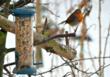 Advice on Attracting Winter Wildlife Released by English Woodlands